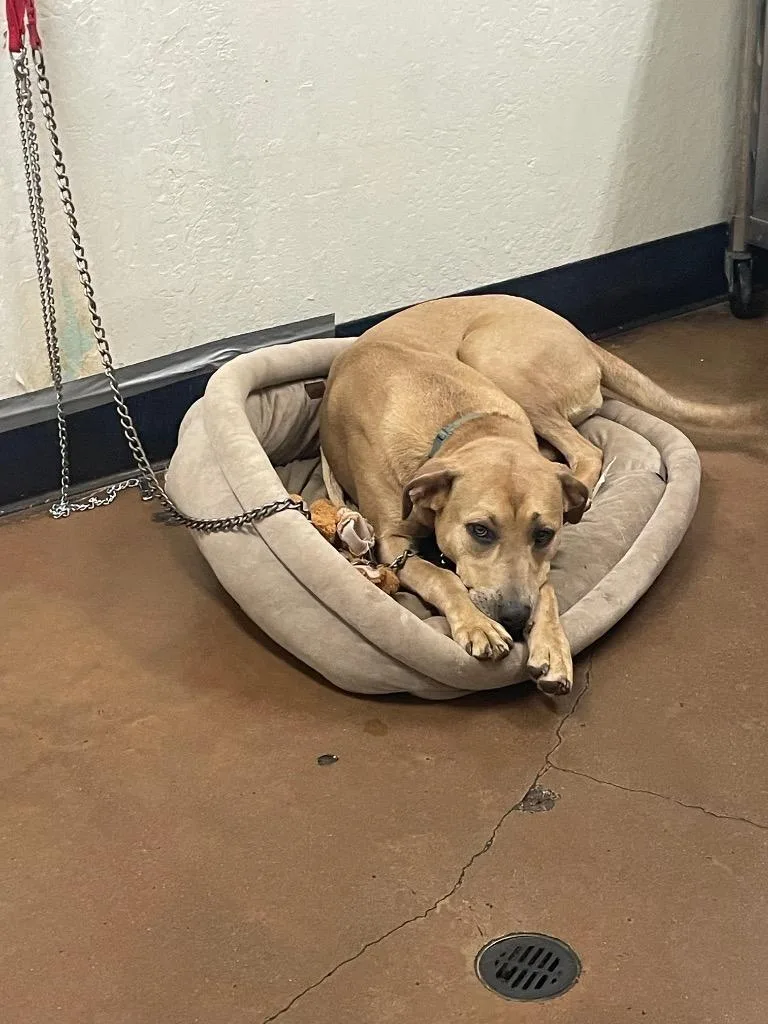 A young large-sized female Hound dog named Nessy for adoption in Chico, CA