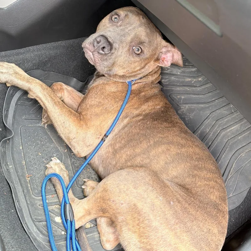 A young medium-sized female Brindle Mixed Breed dog named Echo for adoption in Philadelphia, PA