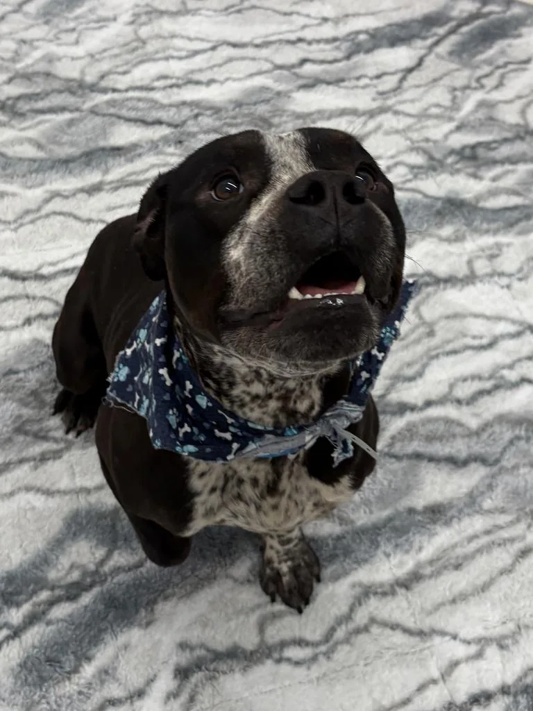 A young medium-sized male English Bulldog dog named Mini Man for adoption in Detroit, MI
