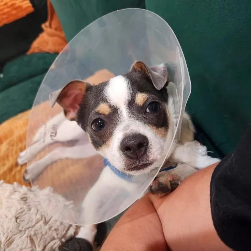 A baby small-sized male Chihuahua dog named Pepper for adoption in Philadelphia, PA