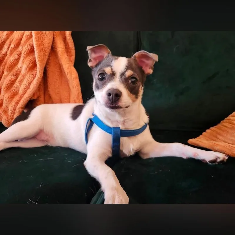 Pepper thumbnail 2