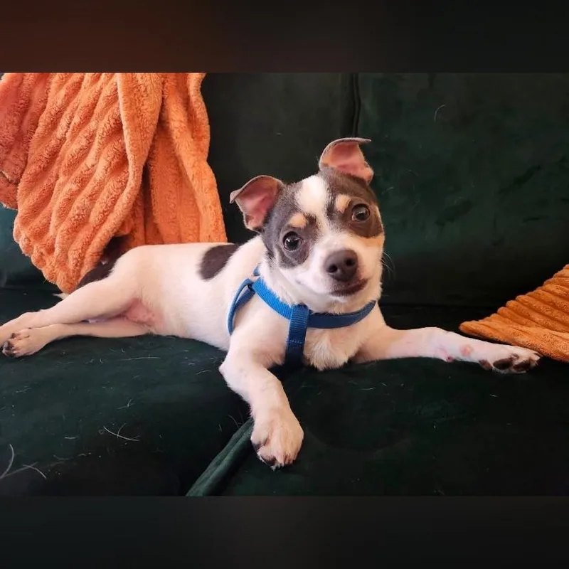 Pepper thumbnail 4