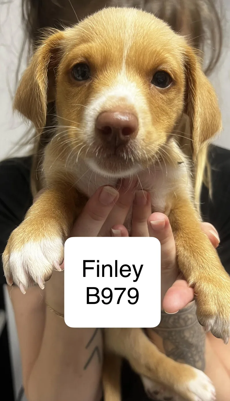 A baby small-sized male Brown / Chocolate Shih Tzu dog named Finley for adoption in Morganton, NC