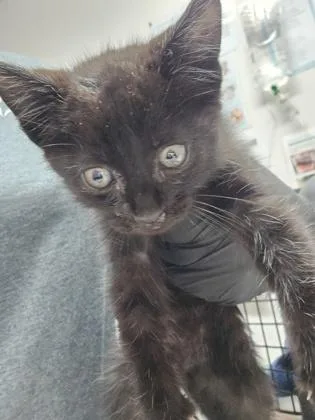 A baby medium-sized male Domestic Short Hair cat named Onion for adoption in Sacramento, CA