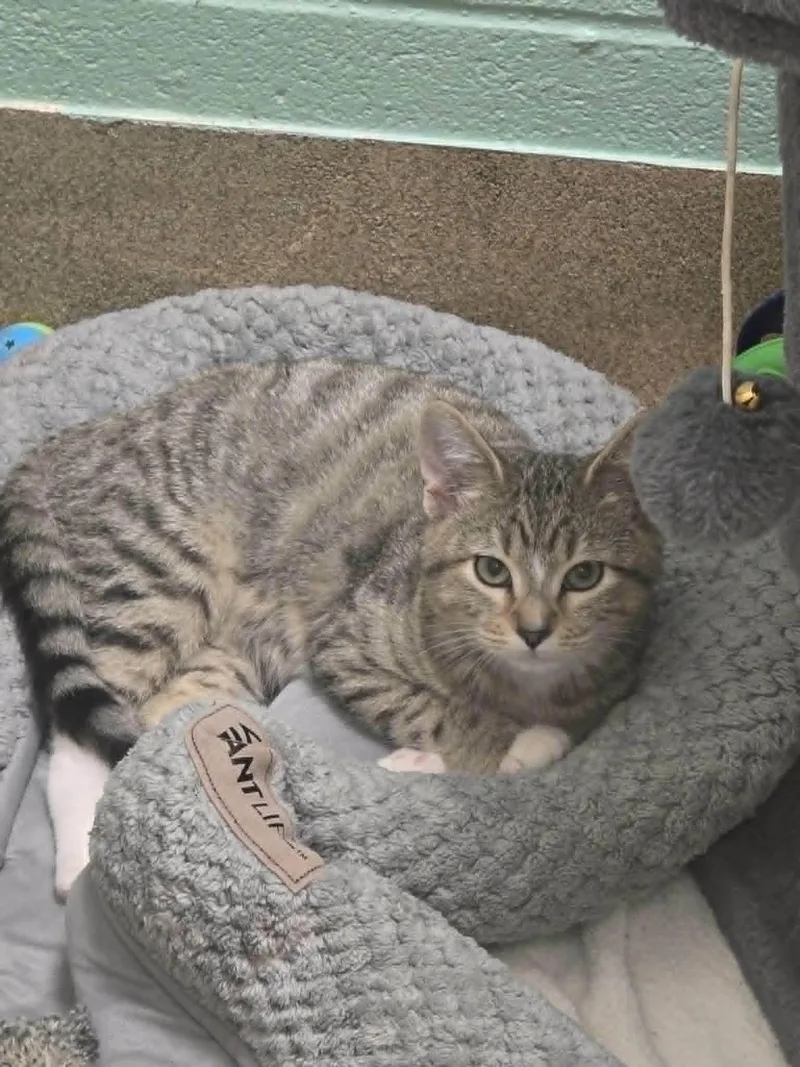 A young medium-sized male Tabby (Buff / Tan / Fawn) Domestic Short Hair cat named Flame for adoption in Mount Juliet, TN