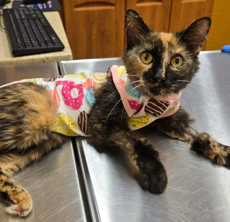 An adult medium-sized female Domestic Short Hair cat named Little Miss Marbles for adoption in Trenton, NJ