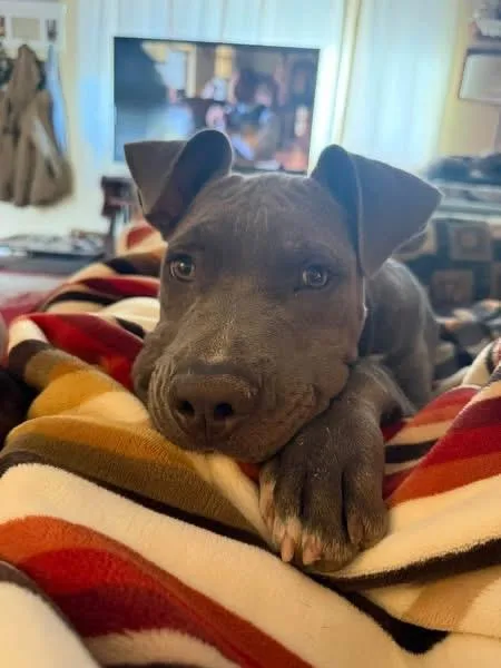 A baby medium-sized male Pit Bull Terrier dog named Hugo for adoption in Eugene, OR