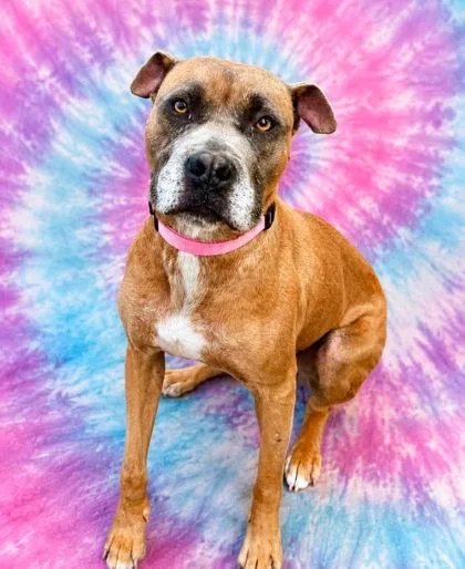 An adult large-sized female Mixed Breed dog named Rosie Ivy for adoption in West Chester, PA