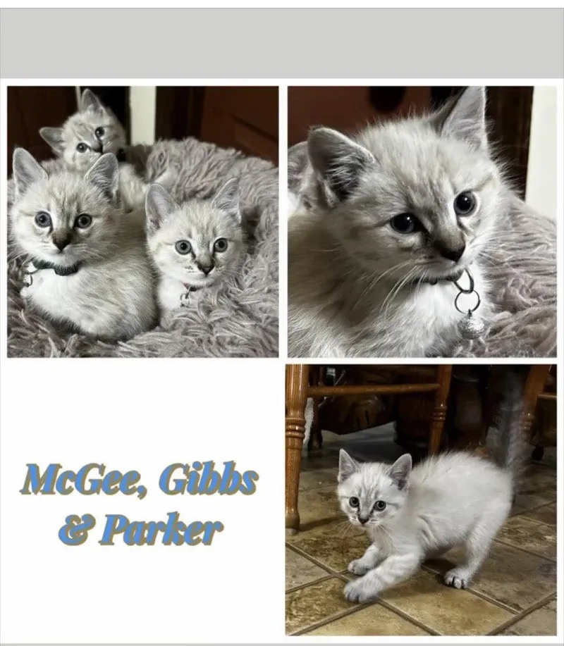 Gibbs