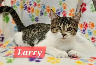 A baby medium-sized male Tabby (Brown / Chocolate) Domestic Short Hair cat named Larry for adoption in Mokena, IL