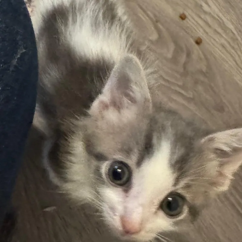 A baby small-sized male Gray / Blue / Silver Domestic Short Hair cat named Mike for adoption in Frederick, MD