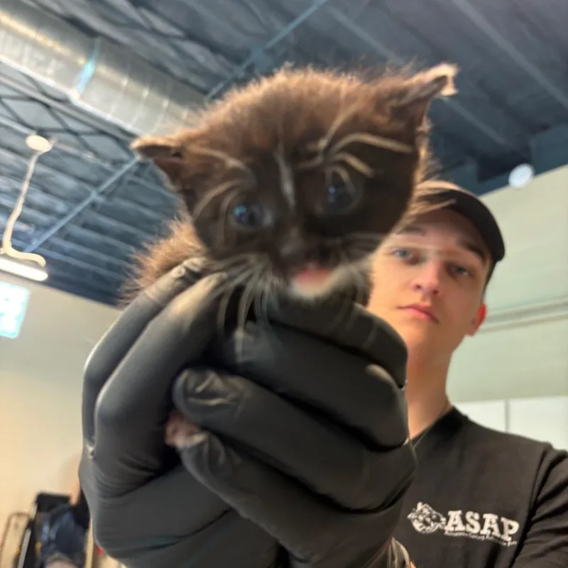 A baby small-sized female Black Domestic Short Hair cat named Candie for adoption in Huntington, WV