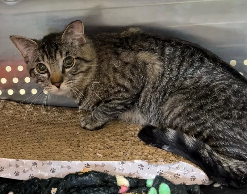 A young small-sized male Domestic Short Hair cat named Dylan for adoption in Columbia, TN