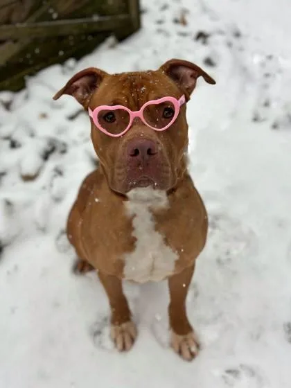 An adult medium-sized male Pit Bull Terrier dog named Soda Pop for adoption in Dahlonega, GA