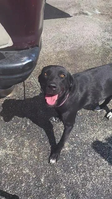 A young medium-sized female Labrador Retriever dog named Athena for adoption in San Antonio, TX