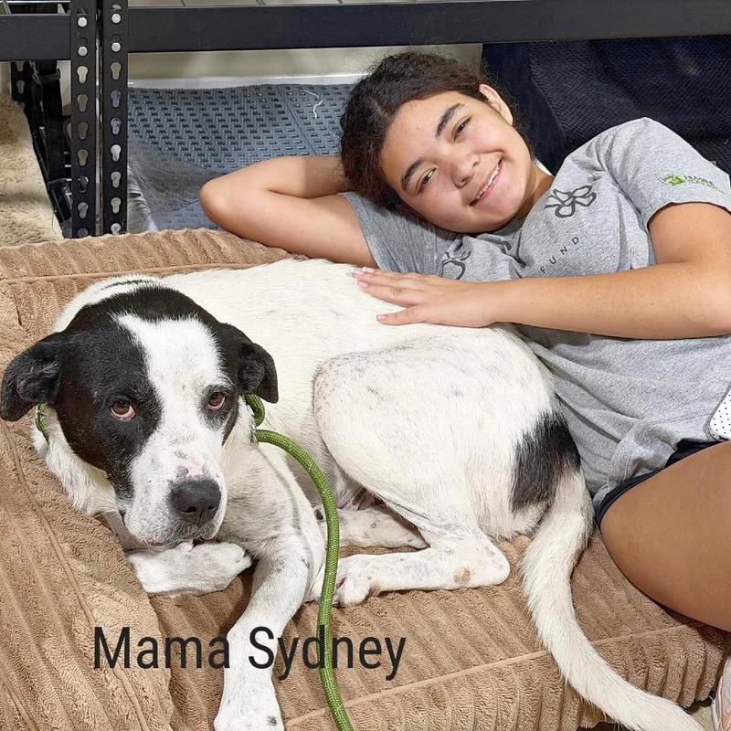 A baby large-sized male Brown / Chocolate Pointer dog named Austin for adoption in Flower Mound, TX