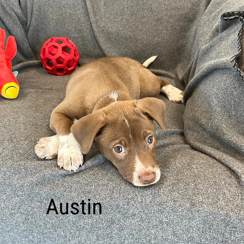 Austin thumbnail 3