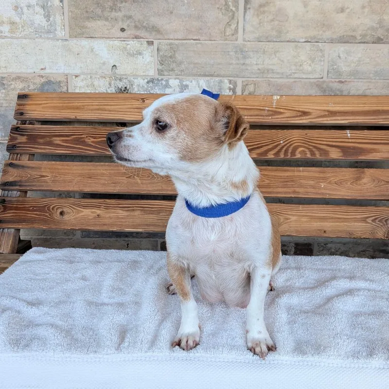 An adult small-sized female Chihuahua dog named Bryce Quinlan for adoption in Chico, CA