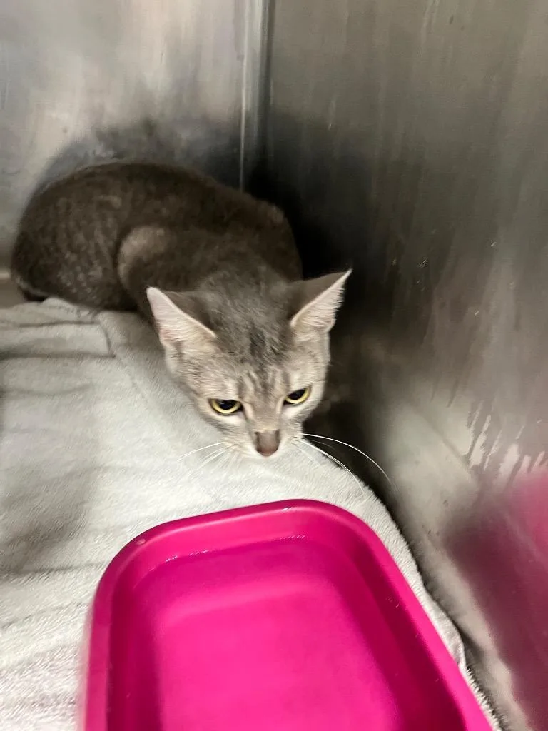 A young large-sized female Domestic Short Hair cat named Cleo for adoption in Hopkinsville, KY