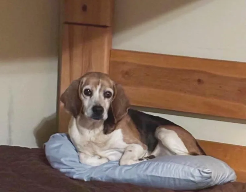 Shortybeagle Boy