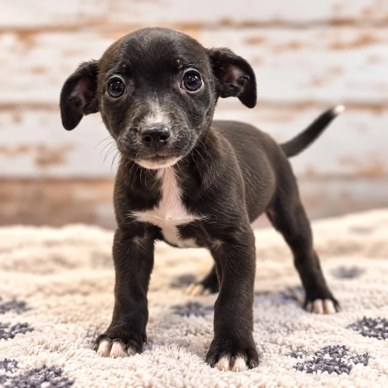 A baby small-sized male Chihuahua dog named Prize for adoption in Sumter, SC
