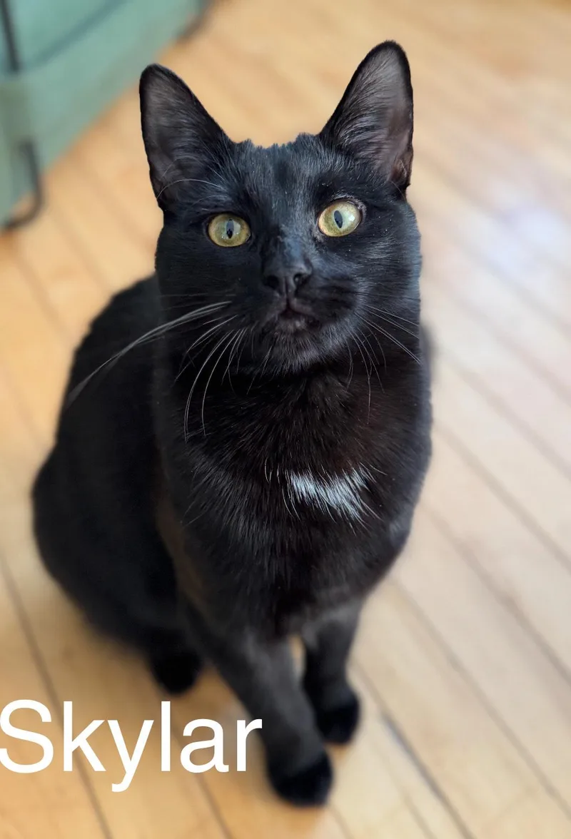 A young medium-sized female Black Domestic Short Hair cat named Skylar for adoption in North Haven, CT