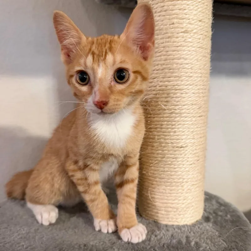 A baby small-sized male Orange / Red Domestic Short Hair cat named George for adoption in Midland, TX