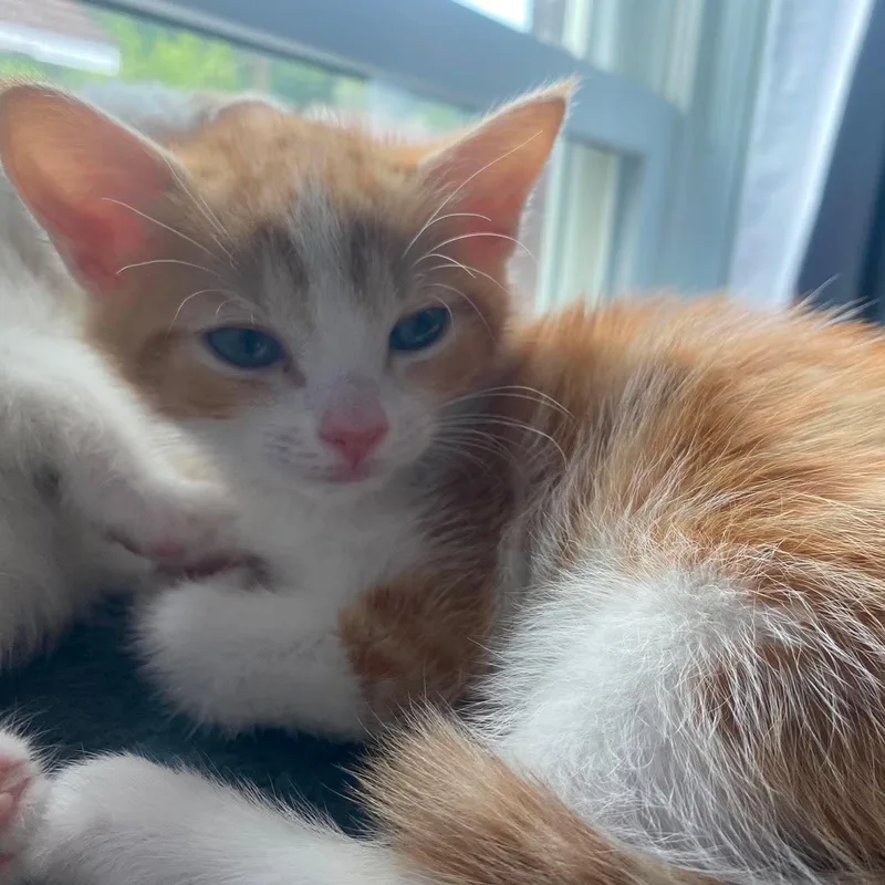 A baby small-sized female American Shorthair cat named Bagel for adoption in Danbury, CT