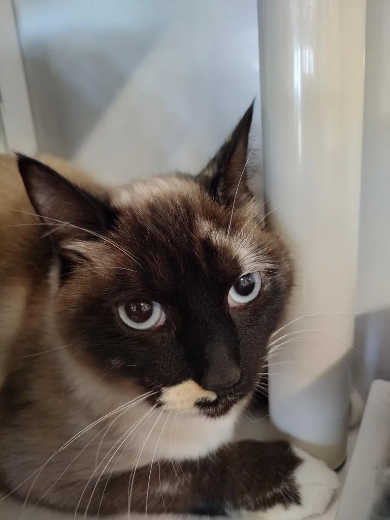 A young medium-sized female Domestic Short Hair cat named Bella for adoption in Quincy, CA