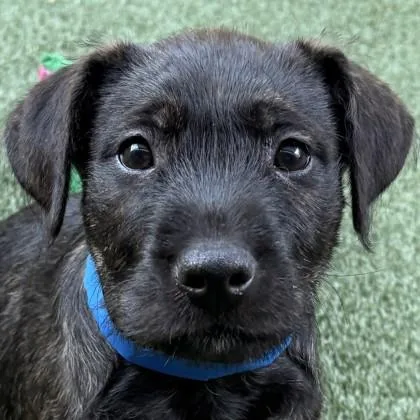 A baby medium-sized male Mixed Breed dog named Registration for adoption in Pleasanton, CA