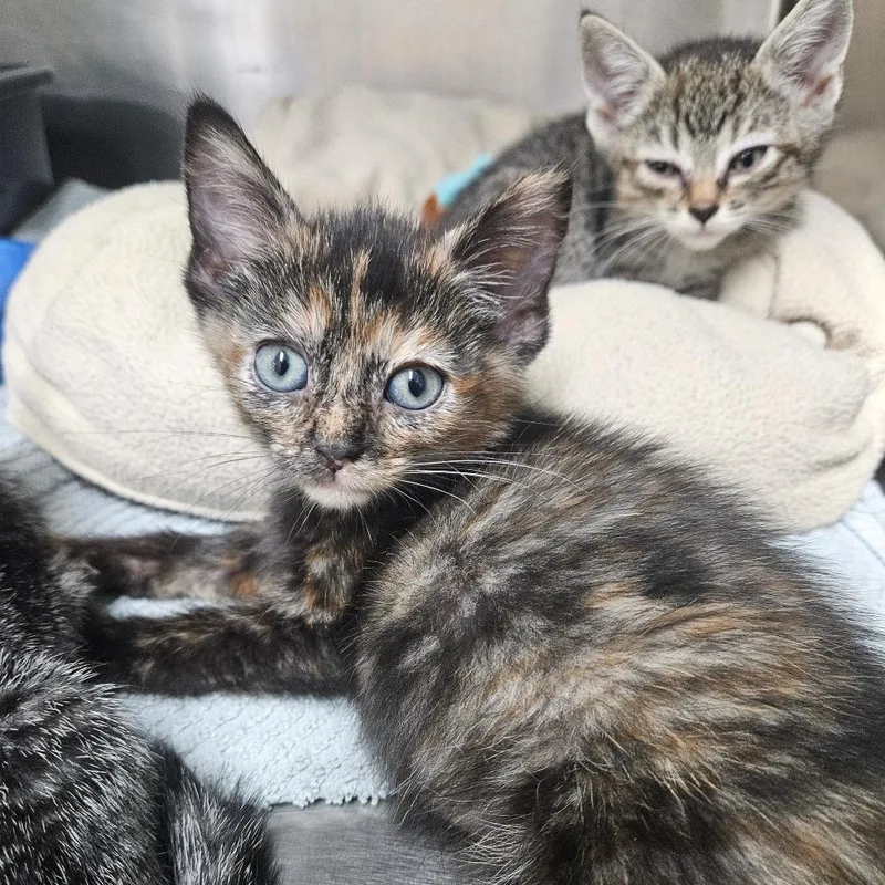 A baby small-sized female Tortoiseshell Domestic Short Hair cat named La for adoption in Ridgely, MD