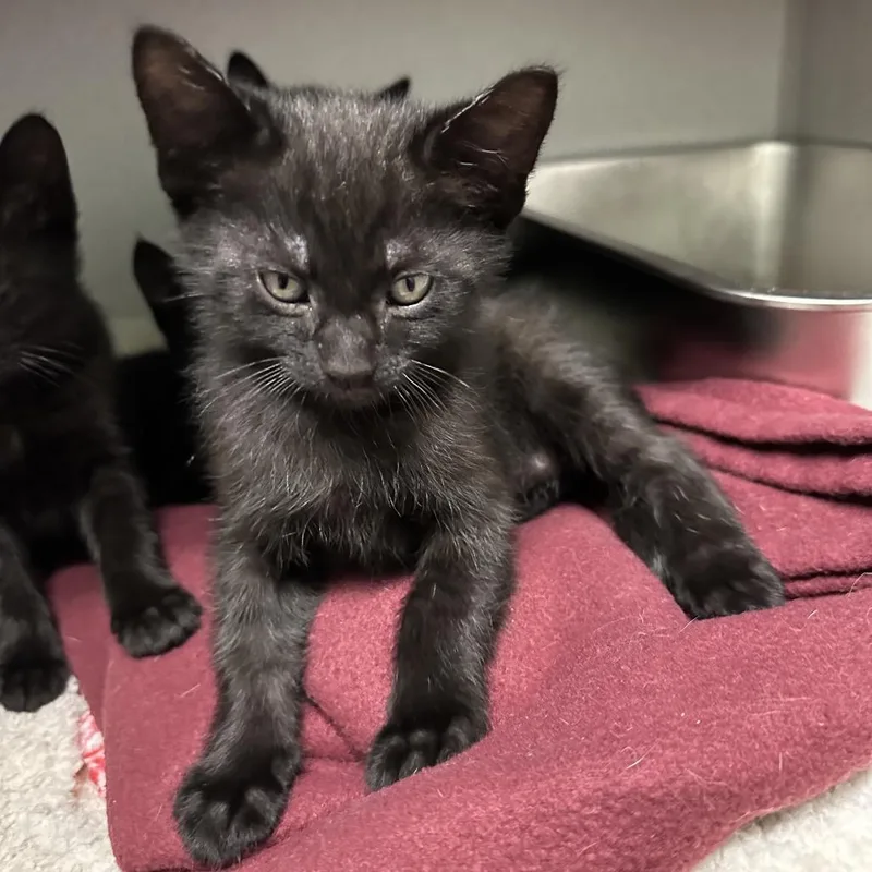 A baby medium-sized male Domestic Medium Hair cat named Sputnik for adoption in Priest River, ID