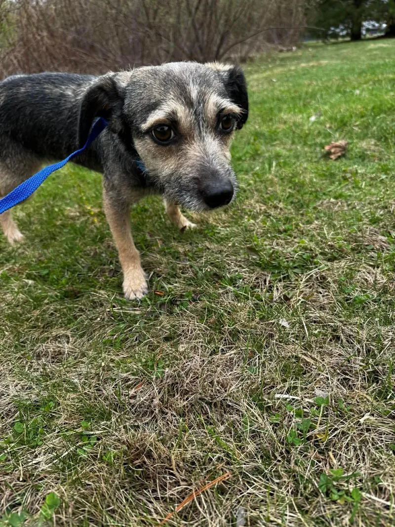 An adult small-sized male Terrier dog named Rocky for adoption in Portland, ME