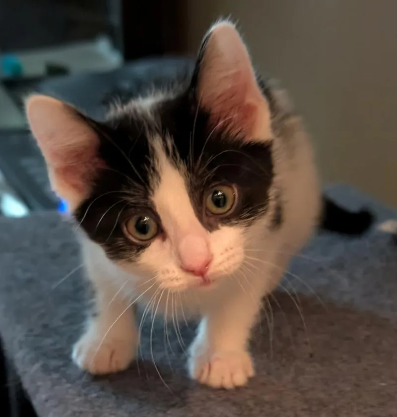 A baby small-sized female Domestic Short Hair cat named Rhode for adoption in Newnan, GA