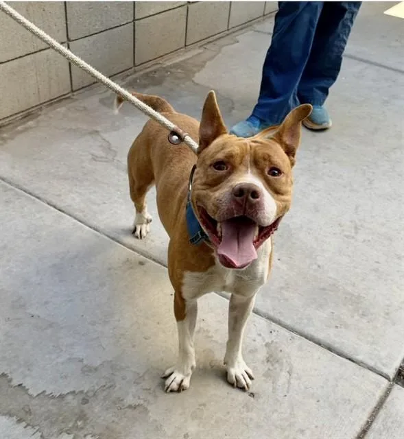 An adult large-sized male Pit Bull Terrier dog named Onyx for adoption in Mesa, AZ