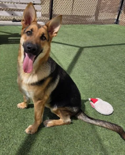 A young small-sized male German Shepherd Dog dog named Sam for adoption in Norco, CA