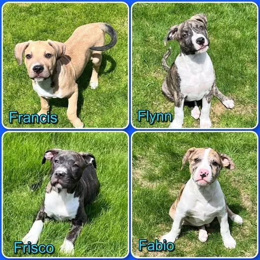 F Litter  Puppies