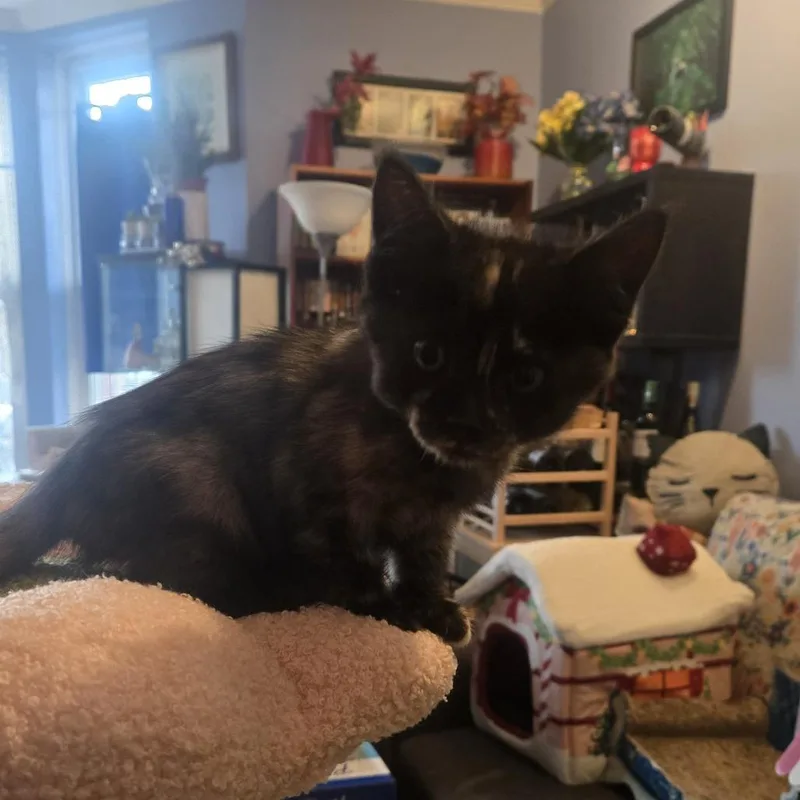 A baby small-sized female Black Maine Coon cat named Sundae for adoption in Staten Island, NY