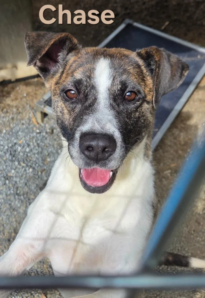 An adult medium-sized male Mixed Breed dog named Chase for adoption in Rutherfordton, NC
