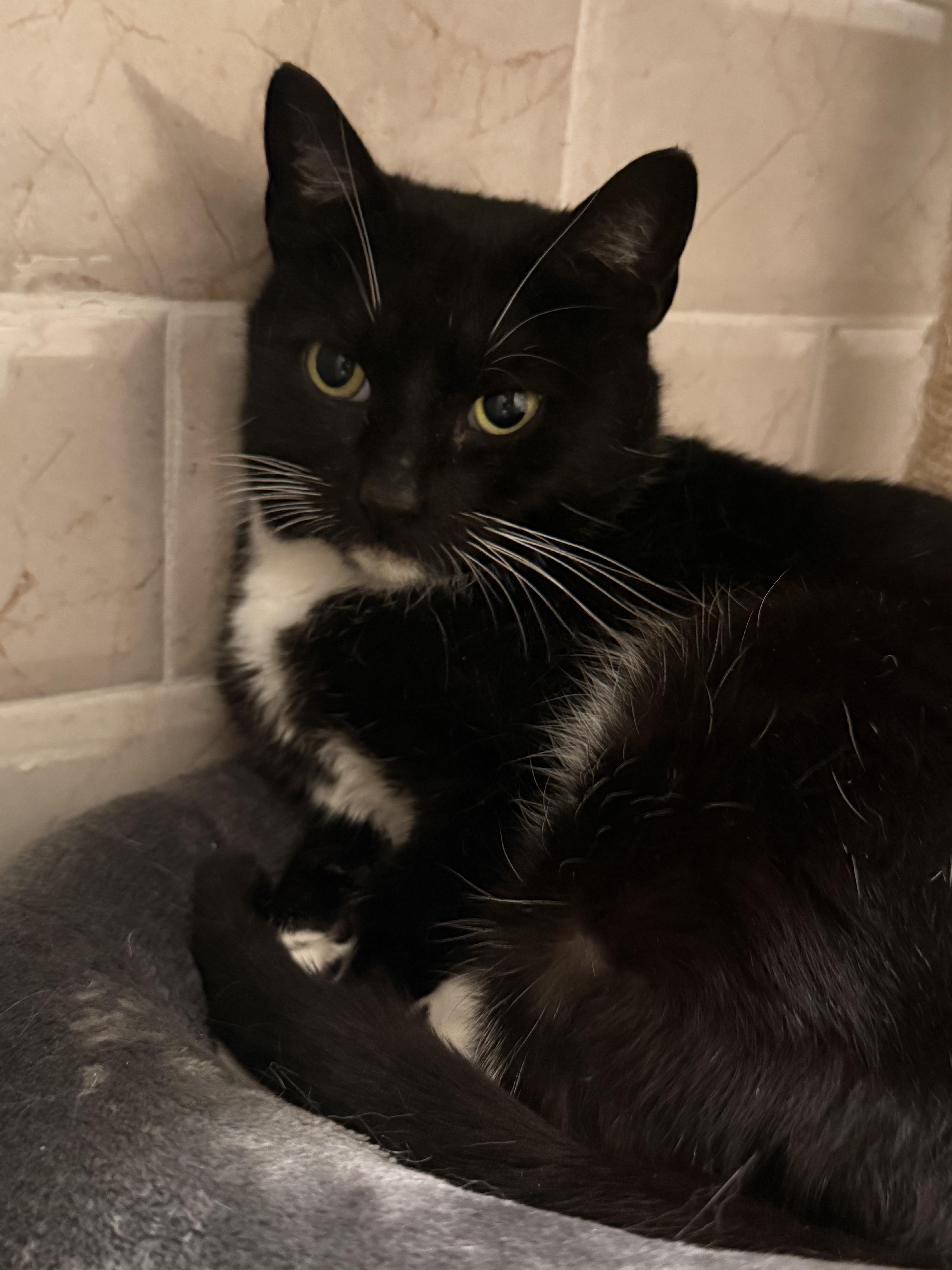 A young small-sized female Black Domestic Short Hair cat named Angel for adoption in New York, NY