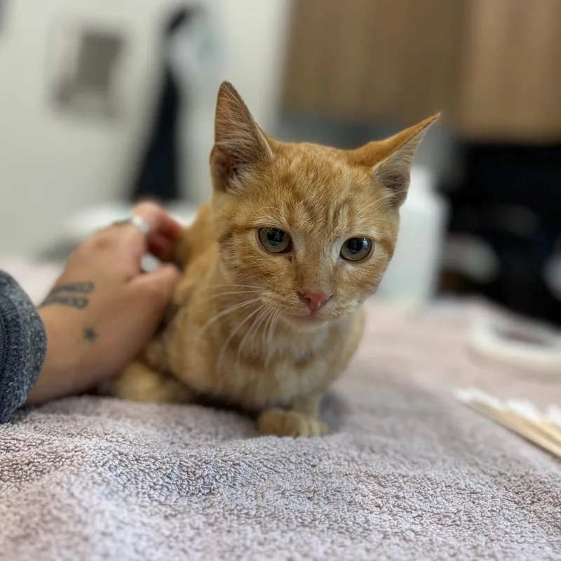 A baby small-sized male Orange / Red Domestic Short Hair cat named Shaggy for adoption in Nashville, IN