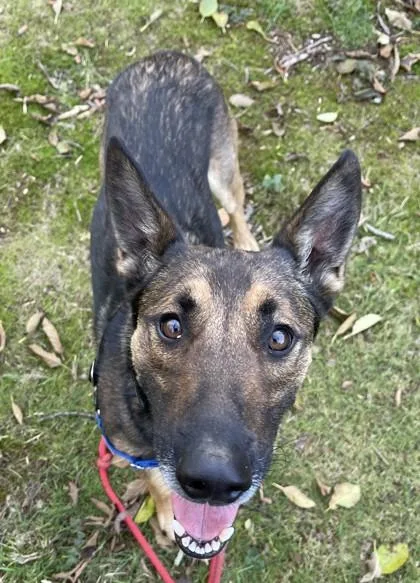 An adult medium-sized male Black Belgian Shepherd / Malinois dog named Chase for adoption in Stanwood, WA