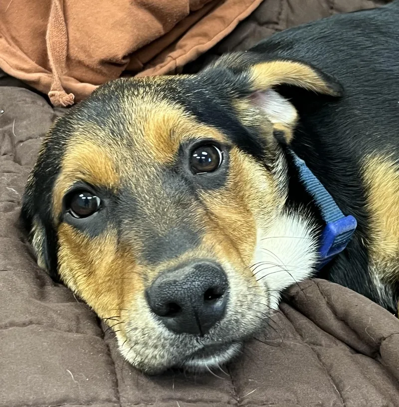 A young medium-sized female Bicolor Labrador Retriever dog named Skye for adoption in Farmington, MO