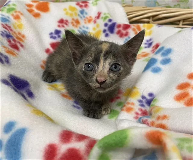 A baby small-sized female Domestic Short Hair cat named Yvonne for adoption in Rosenberg, TX