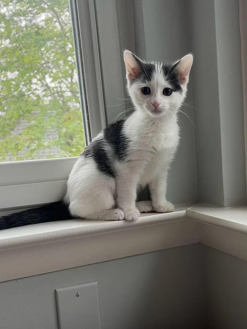 A baby small-sized female White Domestic Short Hair cat named Misty for adoption in Ellicott City, MD