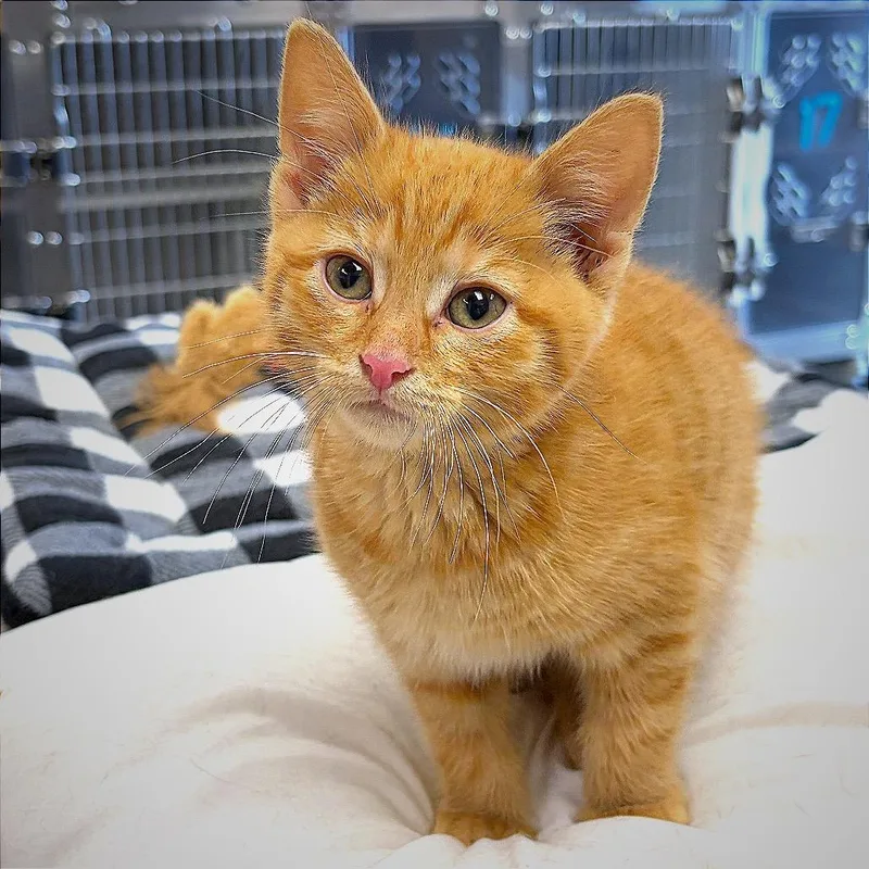 A baby small-sized male Orange / Red Domestic Short Hair cat named Nemo for adoption in Hannibal, MO
