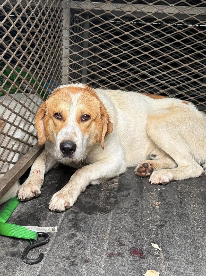 An adult large-sized male Labrador Retriever dog named Clyde for adoption in Fayetteville, WV