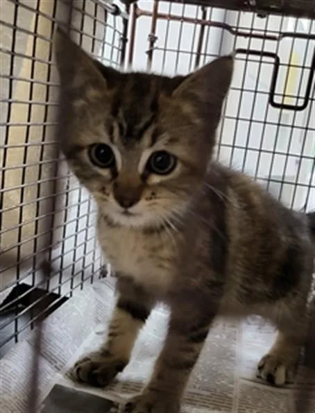 A baby small-sized female Domestic Short Hair cat named A for adoption in Los Angeles, CA