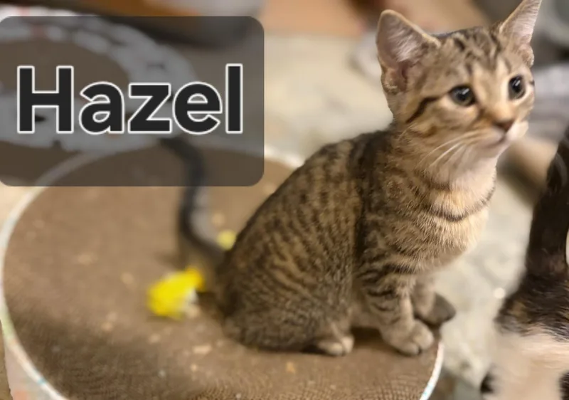 A baby medium-sized female Domestic Short Hair cat named Hazel for adoption in Jeffersonville, IN