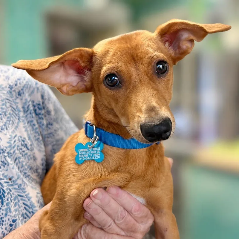 A young small-sized male Golden Dachshund dog named Bixby for adoption in Boerne, TX